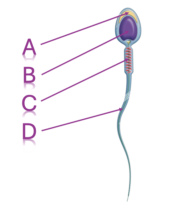 asdf