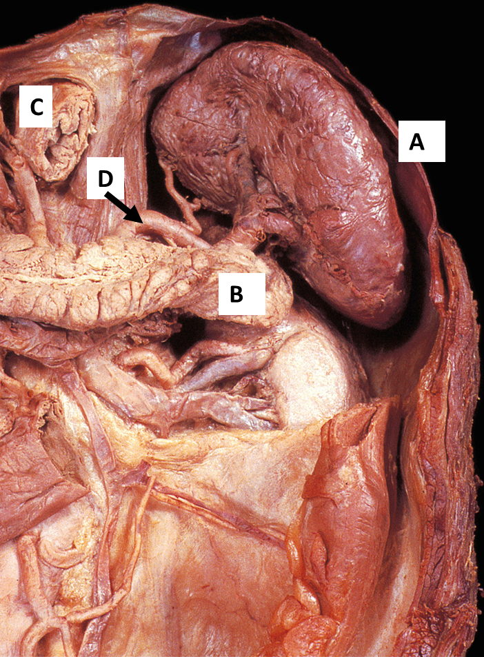 anatomy of spleen 