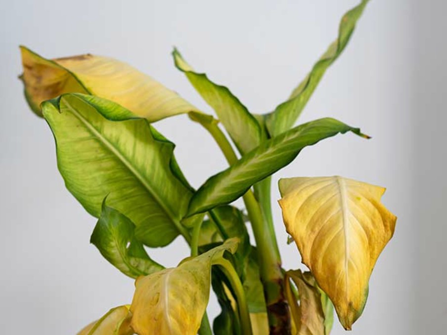 Plant Leaves Turning Yellow