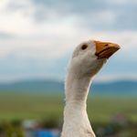 CSSBattle profile picture for @goose
