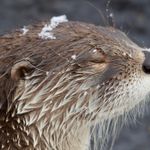 CSSBattle profile picture for @otter