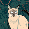 CSSBattle profile picture for @medo