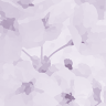 CSSBattle profile picture for @phase