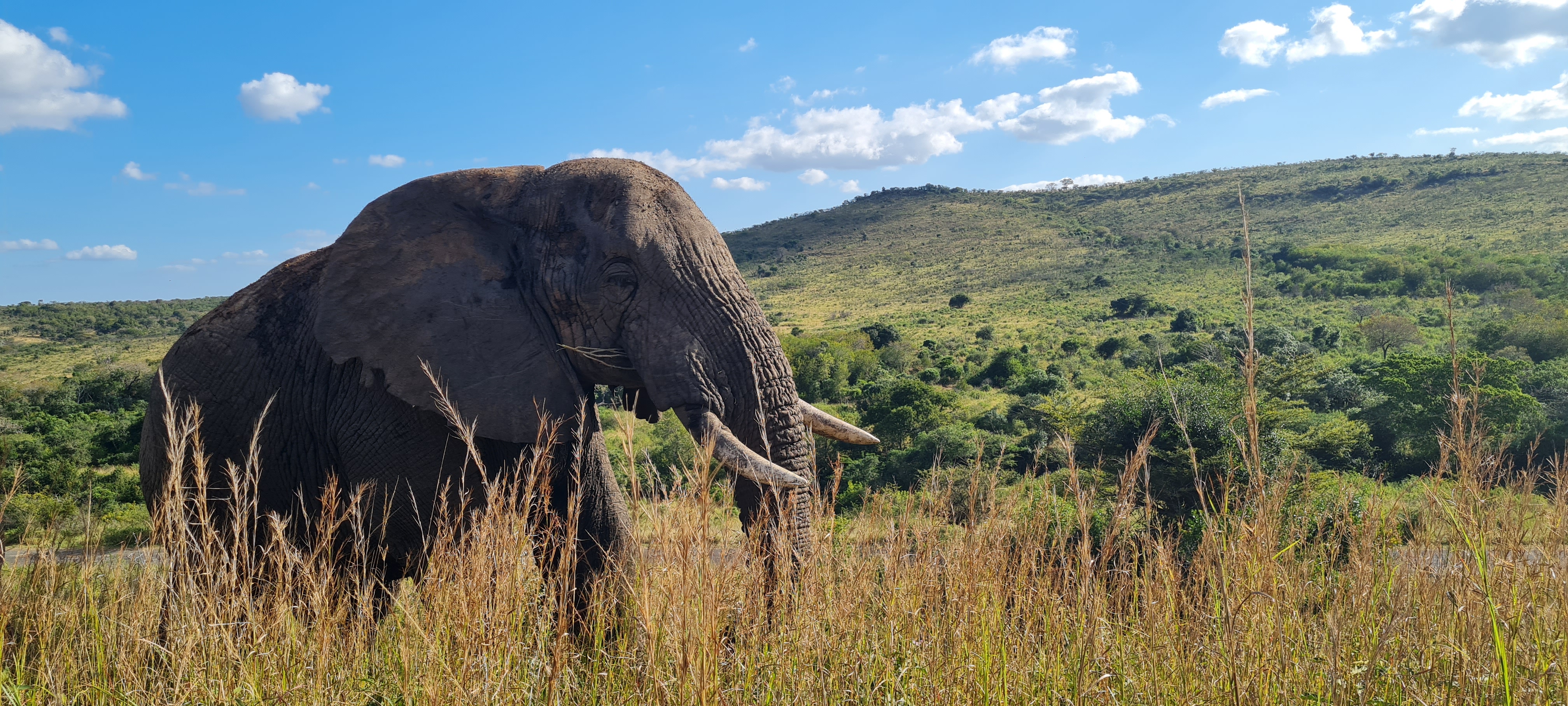 Traditional Zulu Cuisine: A Culinary Journey