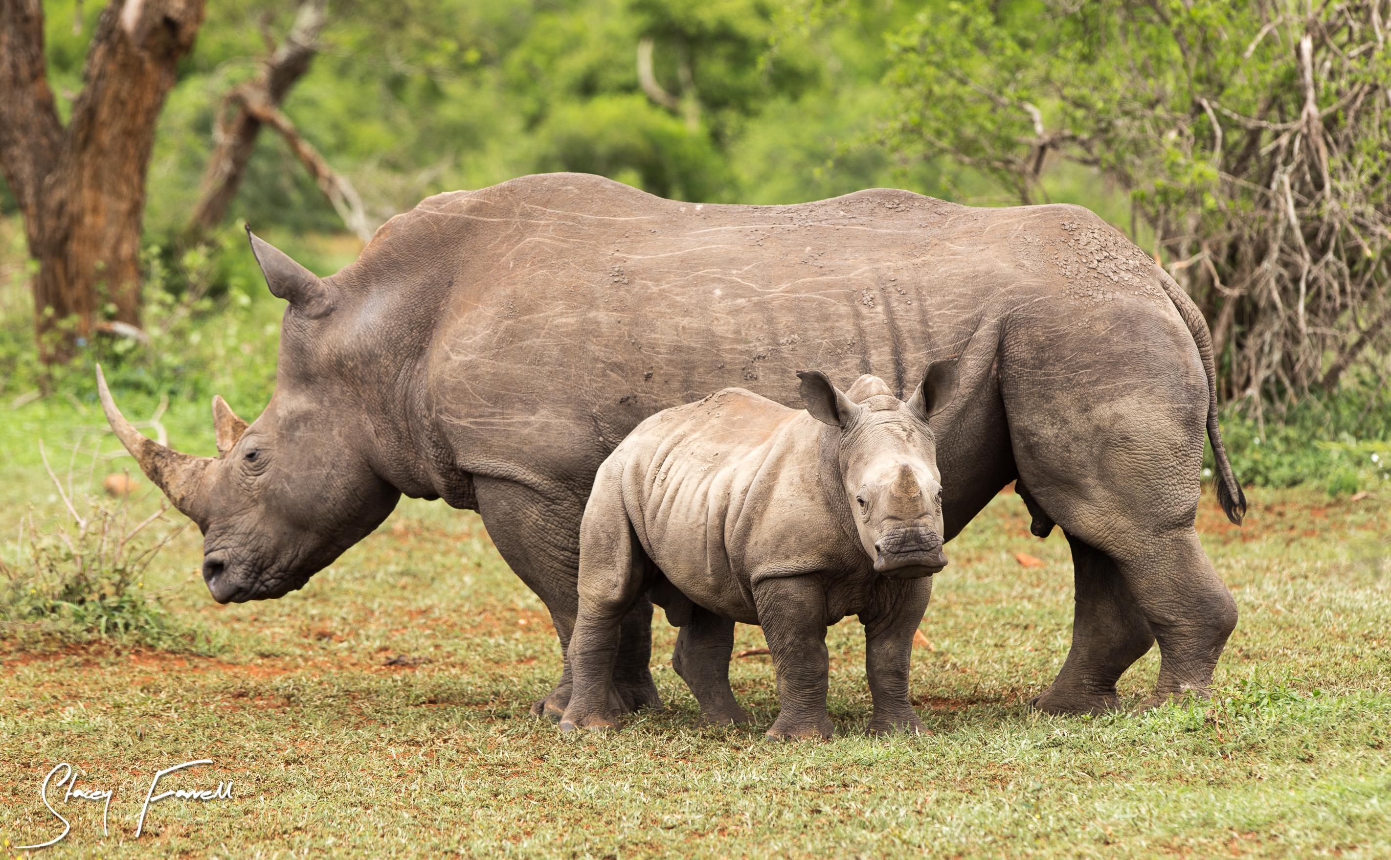 Conservation Success: Saving the White Rhino