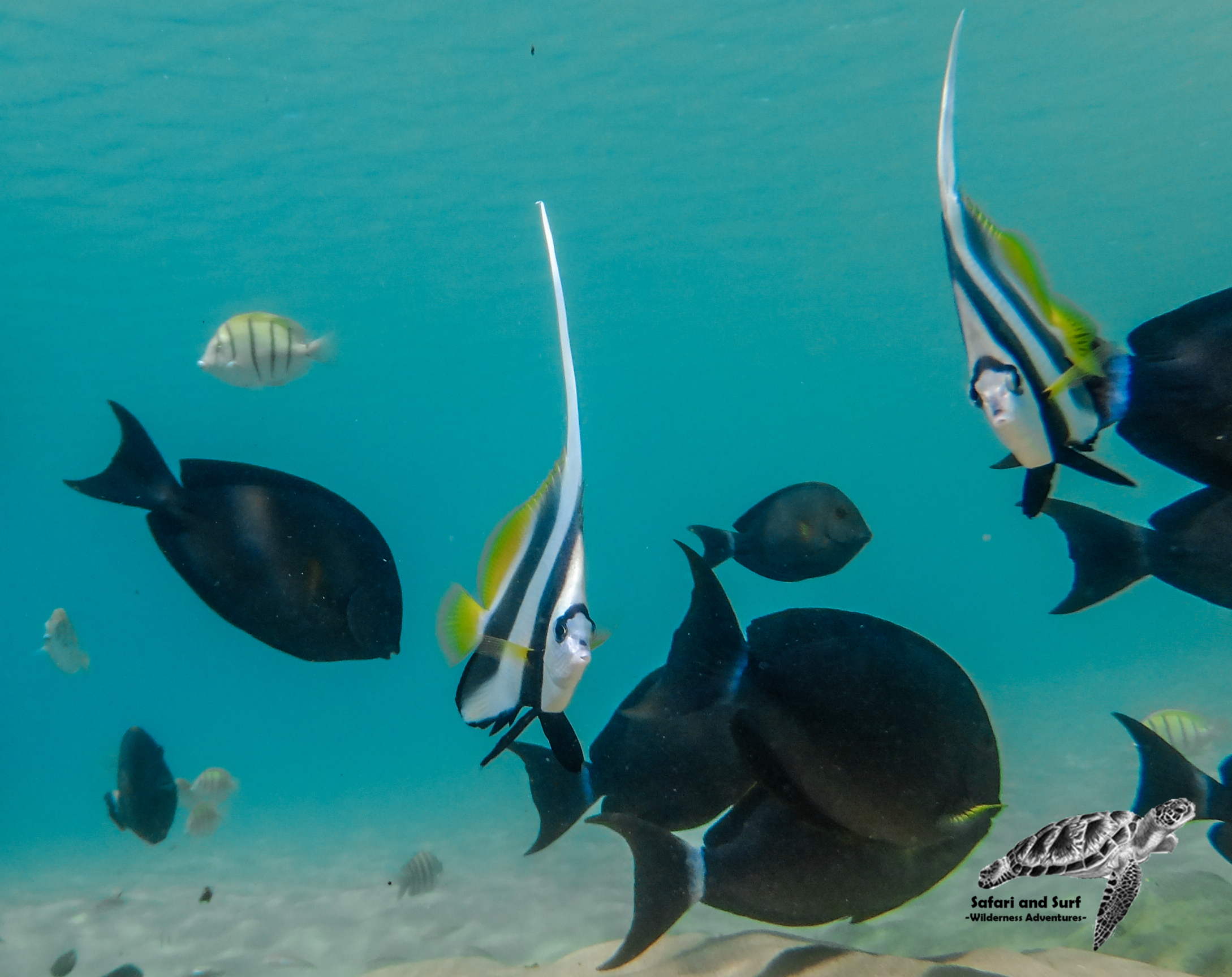 Safari & Surf  - Image 2