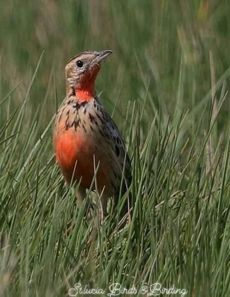 St Lucia Birds and Birding - Image 2