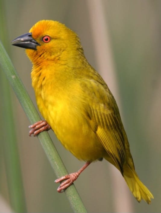 St Lucia Birds and Birding - Image 3