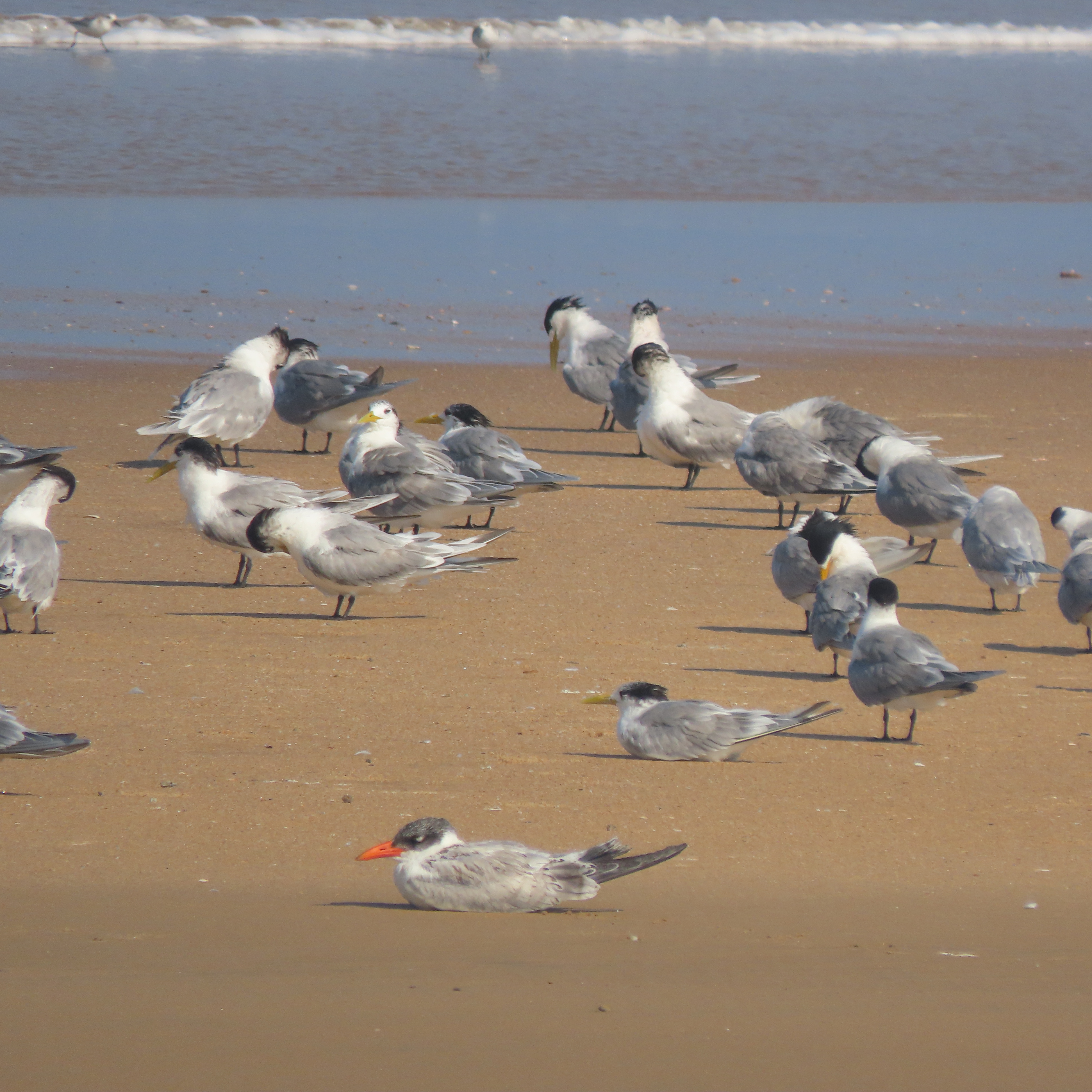 St Lucia Birds and Birding - Image 4