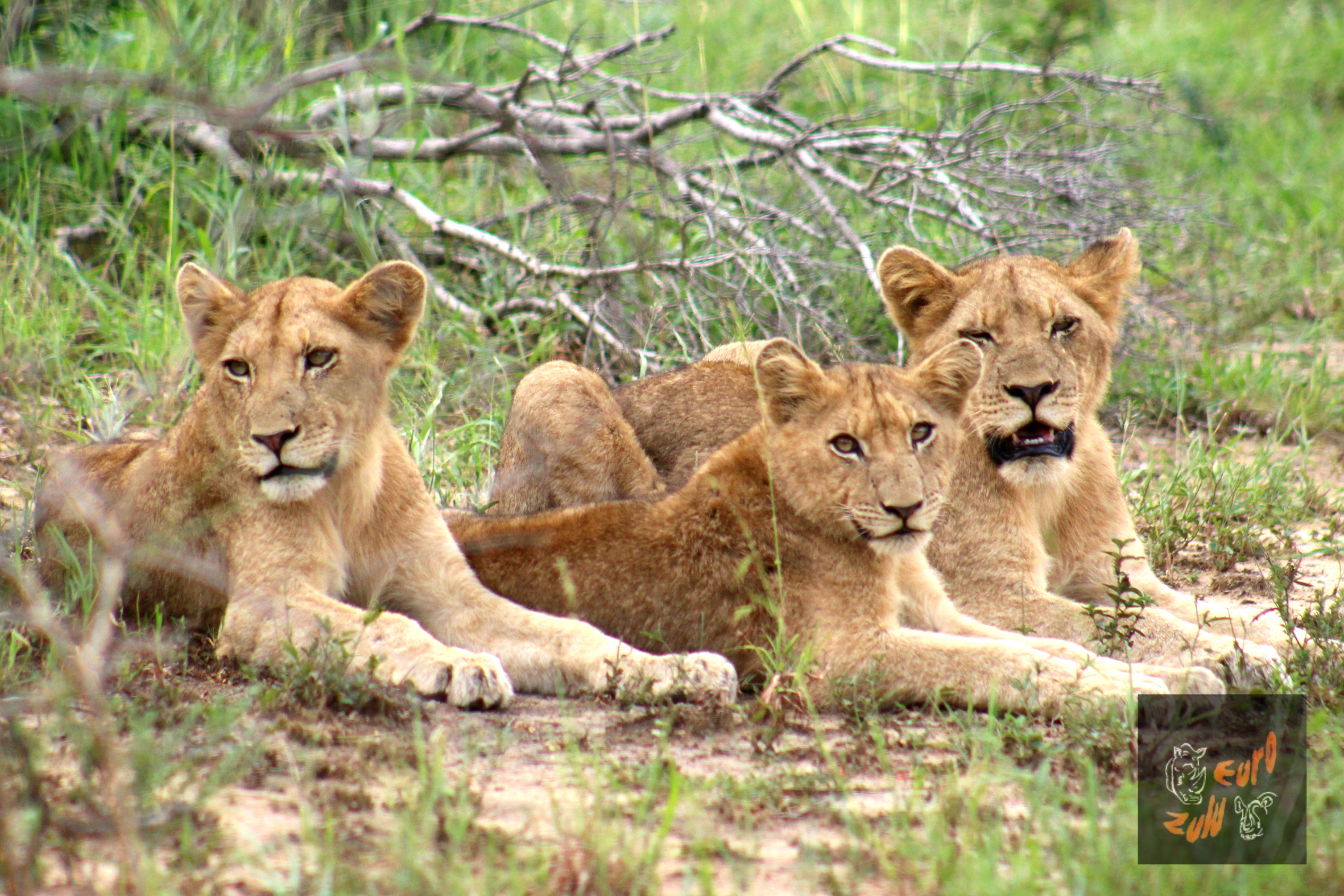 EuroZulu Tours & Safaris - Image 2