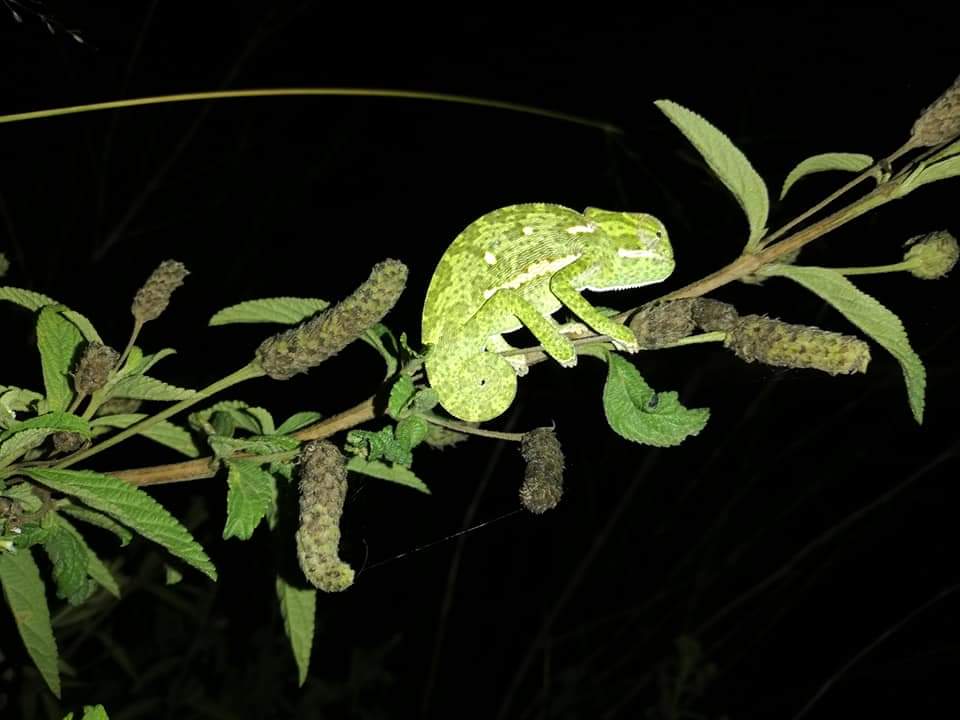 Nyalazi Camp (Pty) Ltd - Image 2