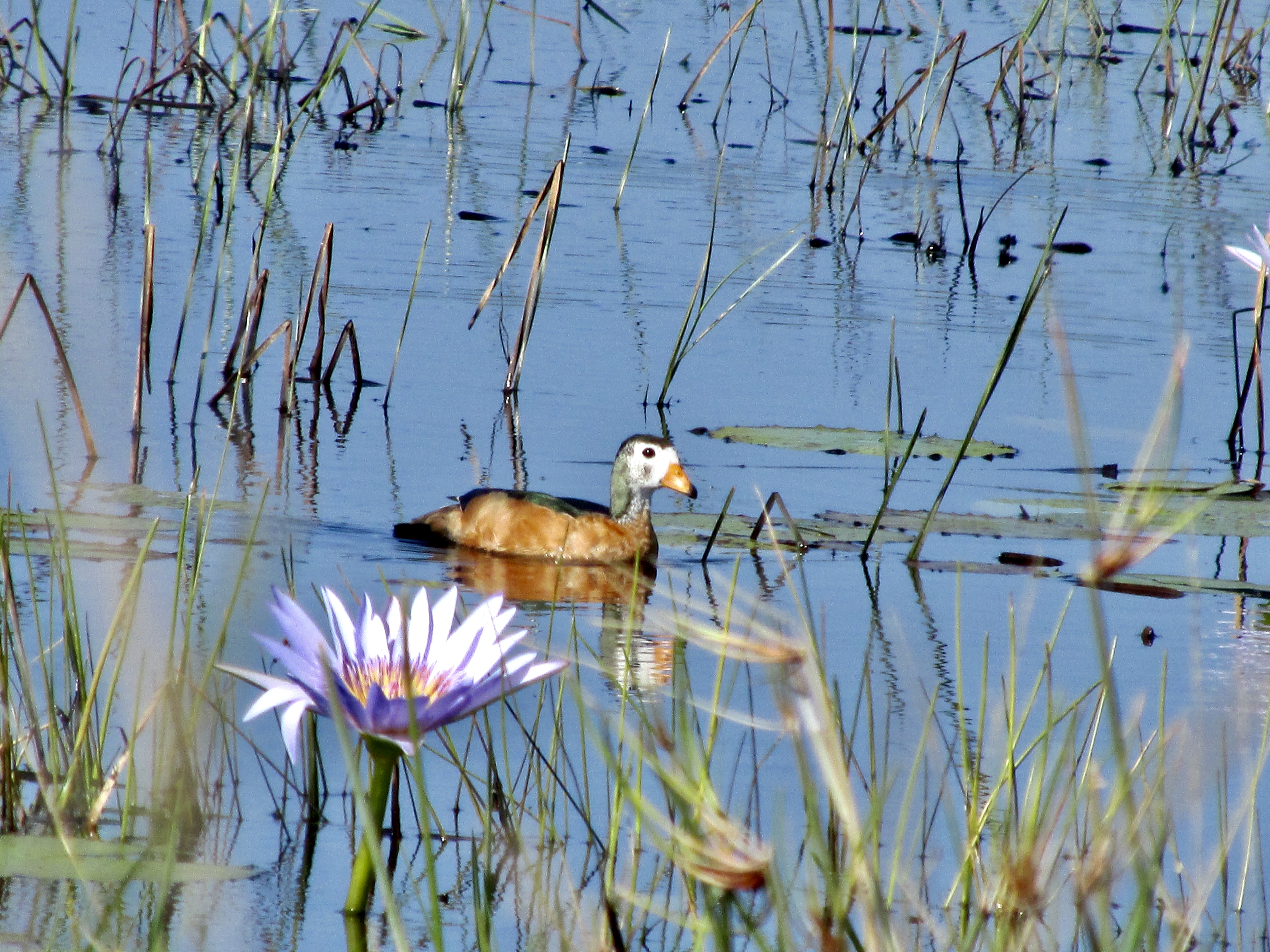 St Lucia Birding Tours - Image 2