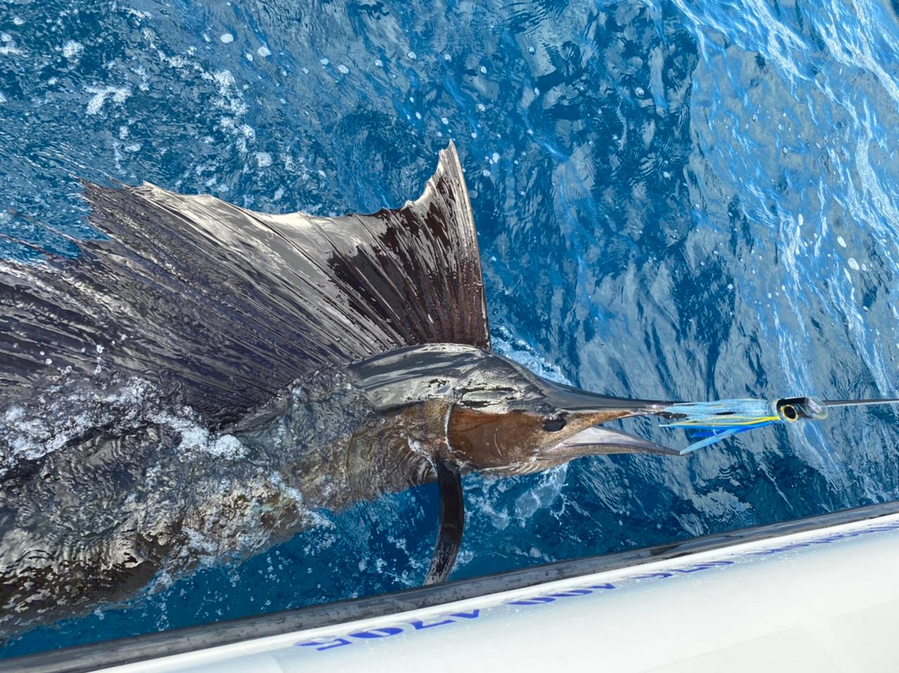 Shagstix Sportsfishing - Image 2