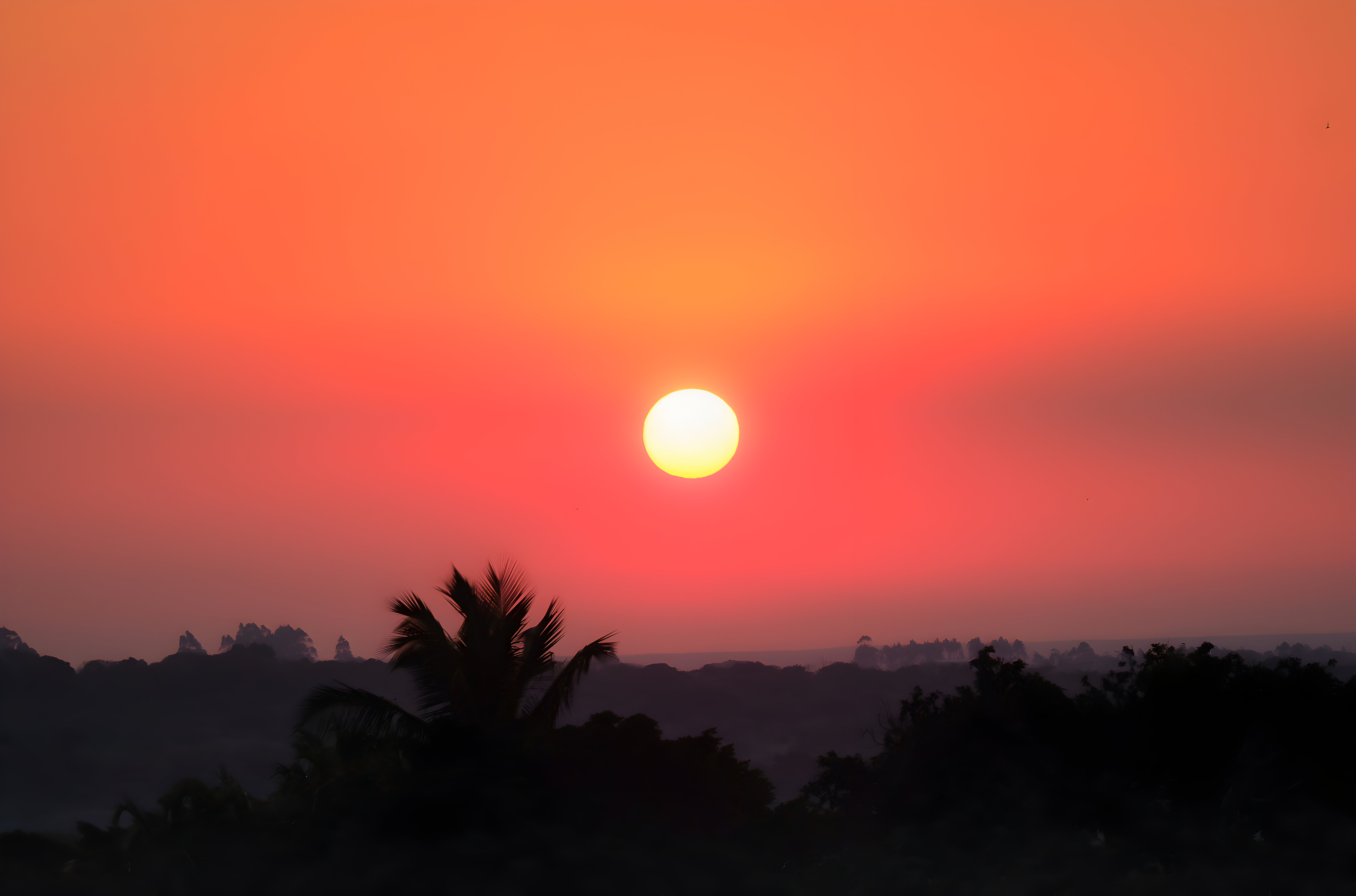 African Thistle - Image 4