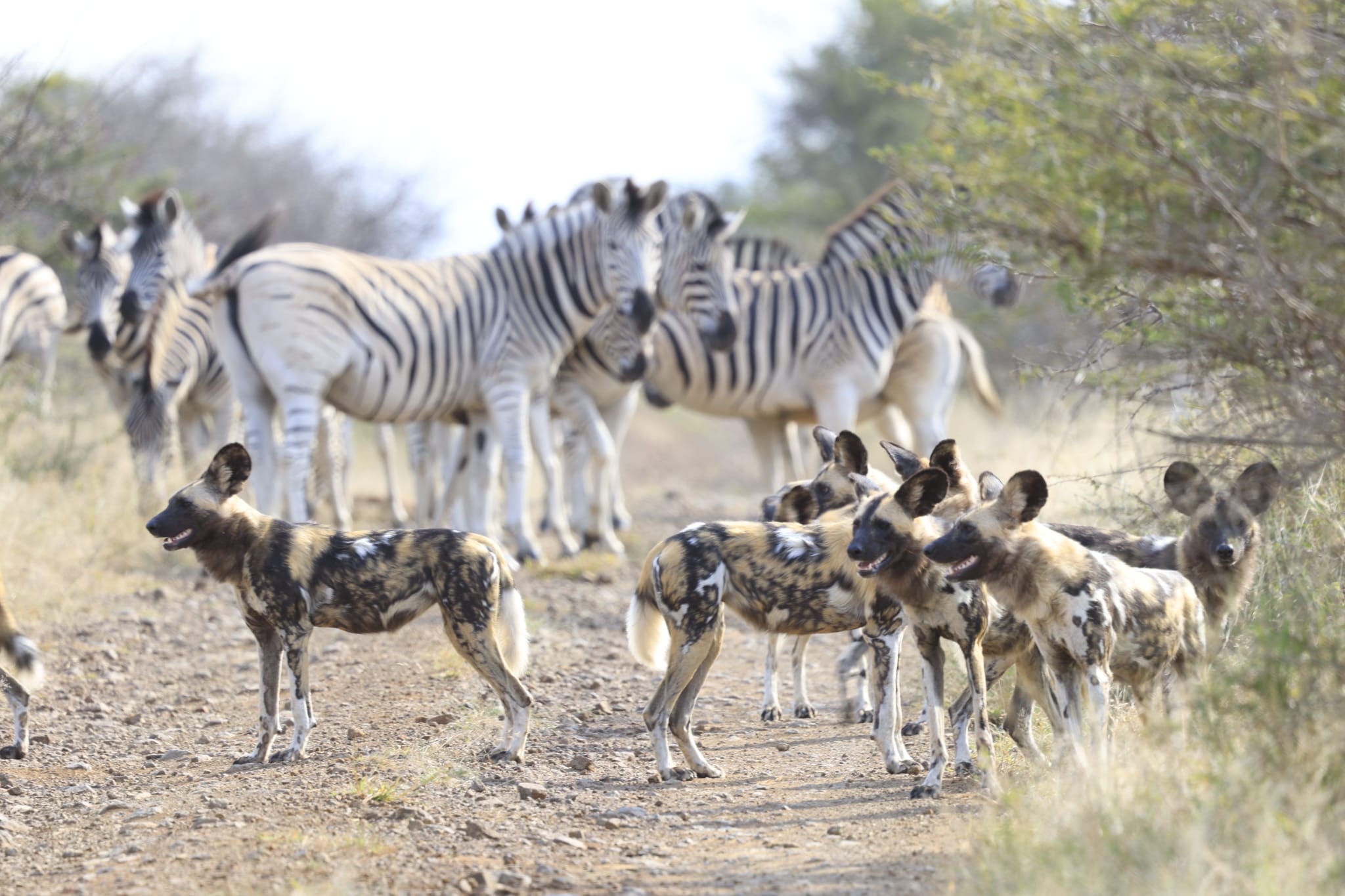 Safari for Six - Image 4