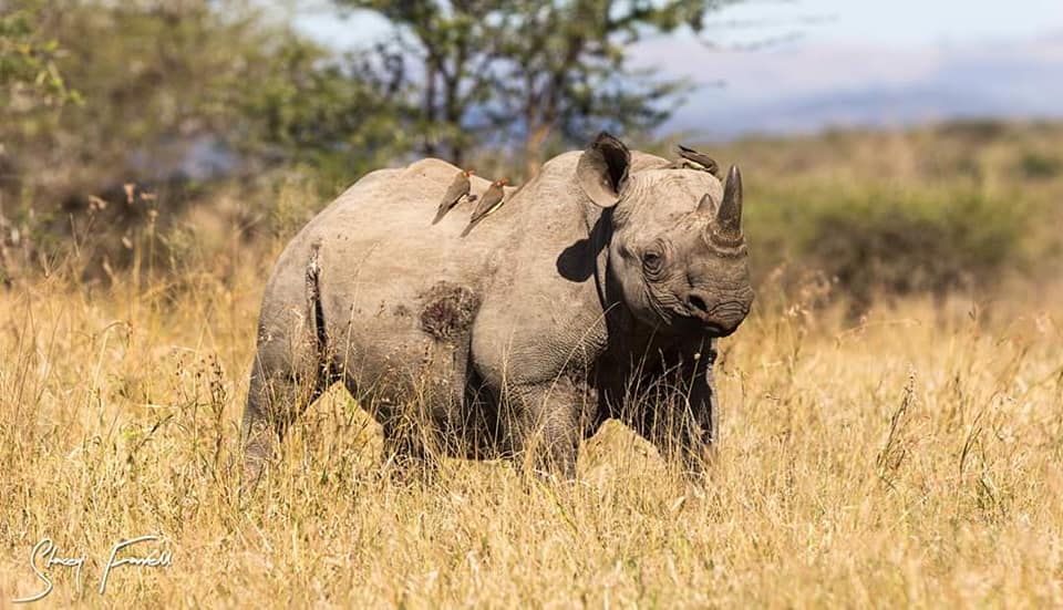 Safari for Six - Image 5