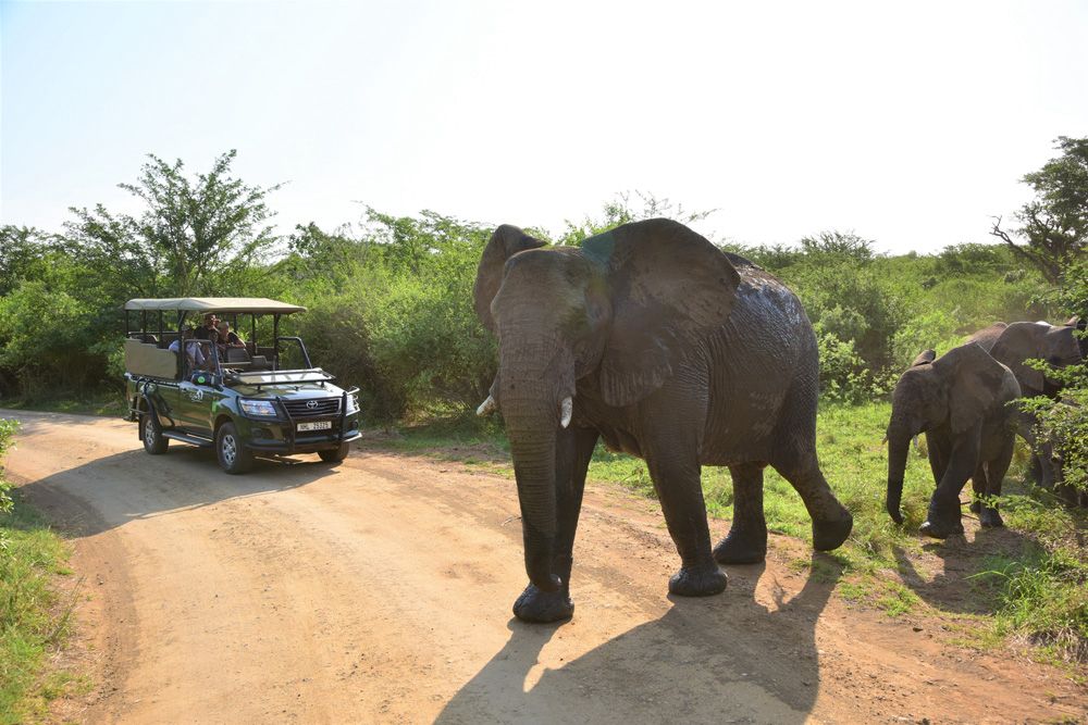 On Safari Africa  - Image 3