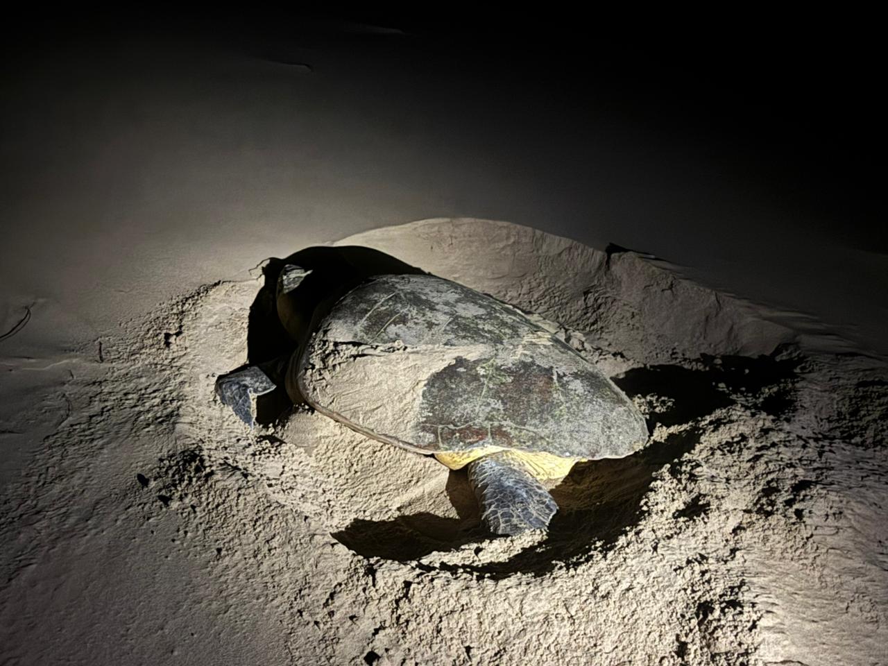 On Safari Africa  - Image 4