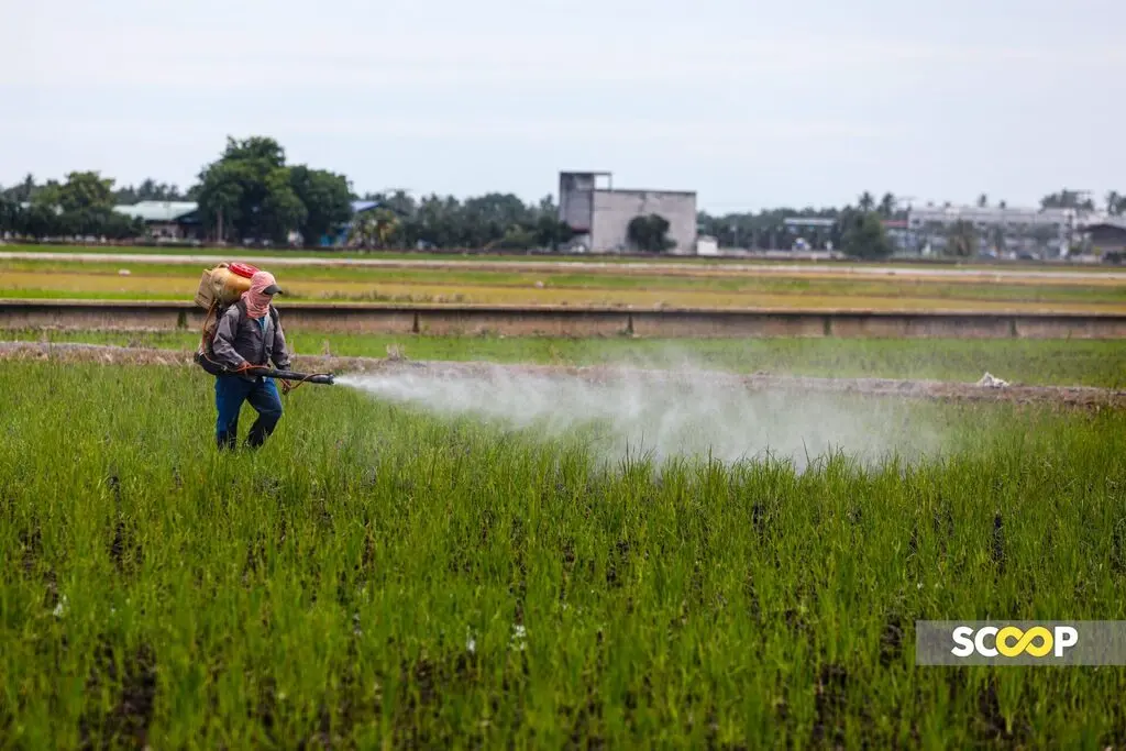 Malaysia | Anti-Corruption Commission Investigates Delayed Rice Fertilizer Supplies to Kedah Farmers | CUAC