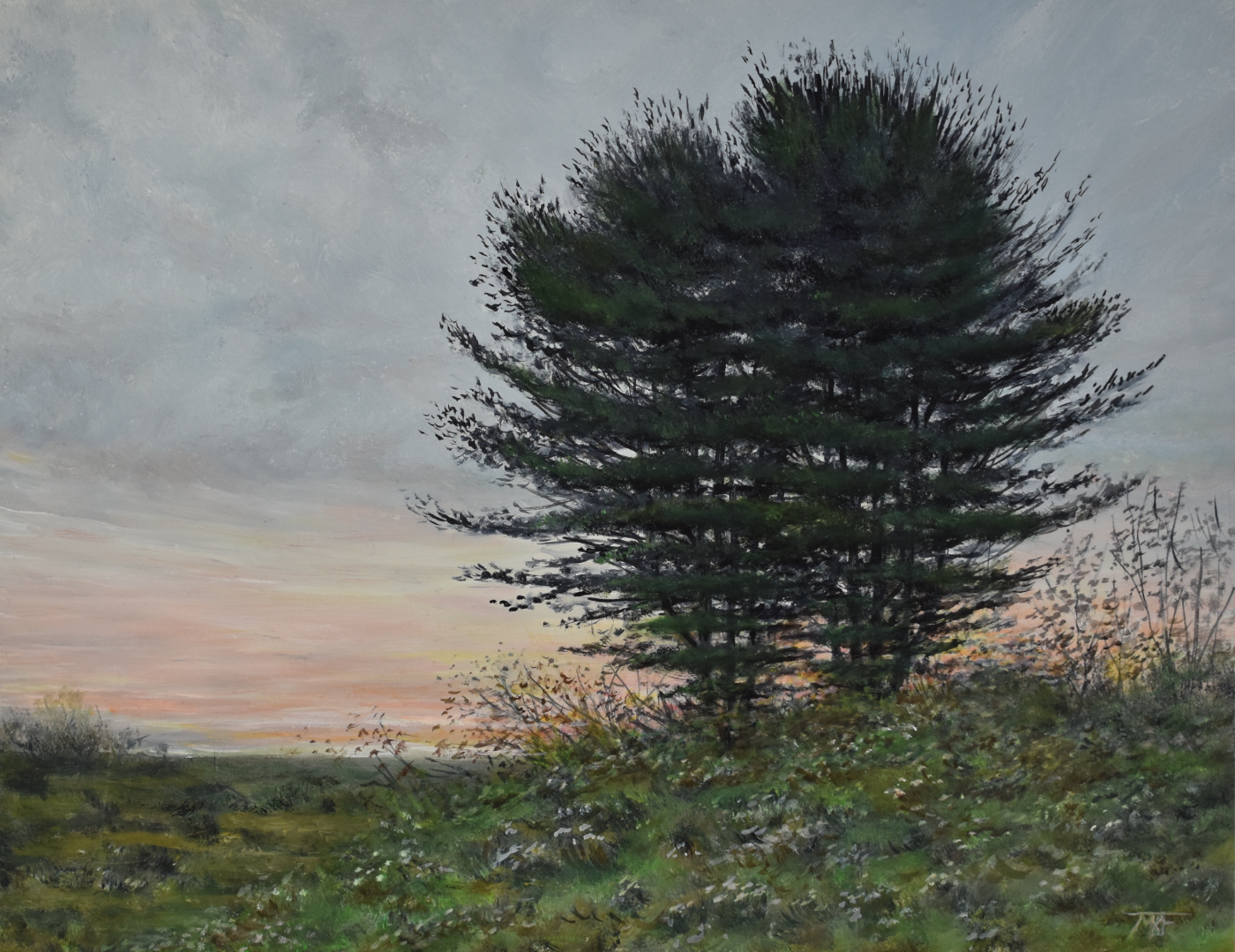 Two White Pines 11x14 $550