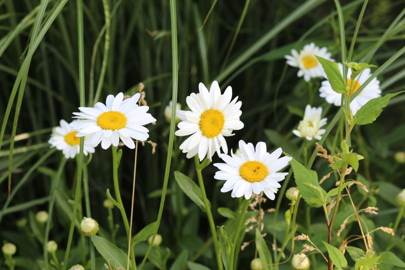 Daisies In The Wild - Wildflowers don't care where they grow (Dolly Parton)