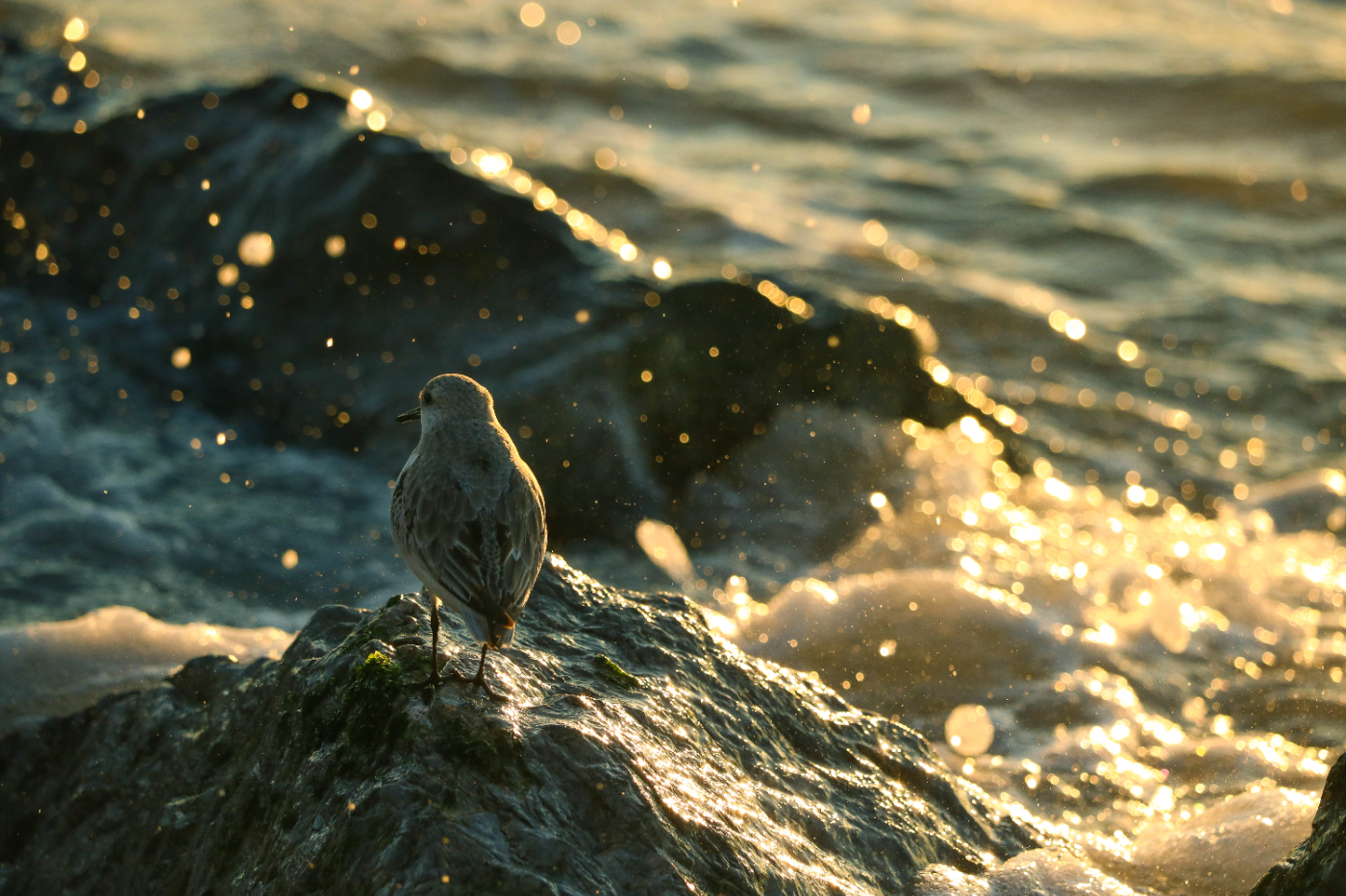 Piping Plover
