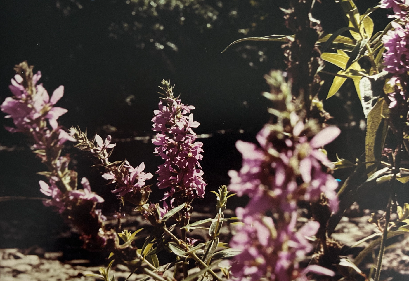 Lavender