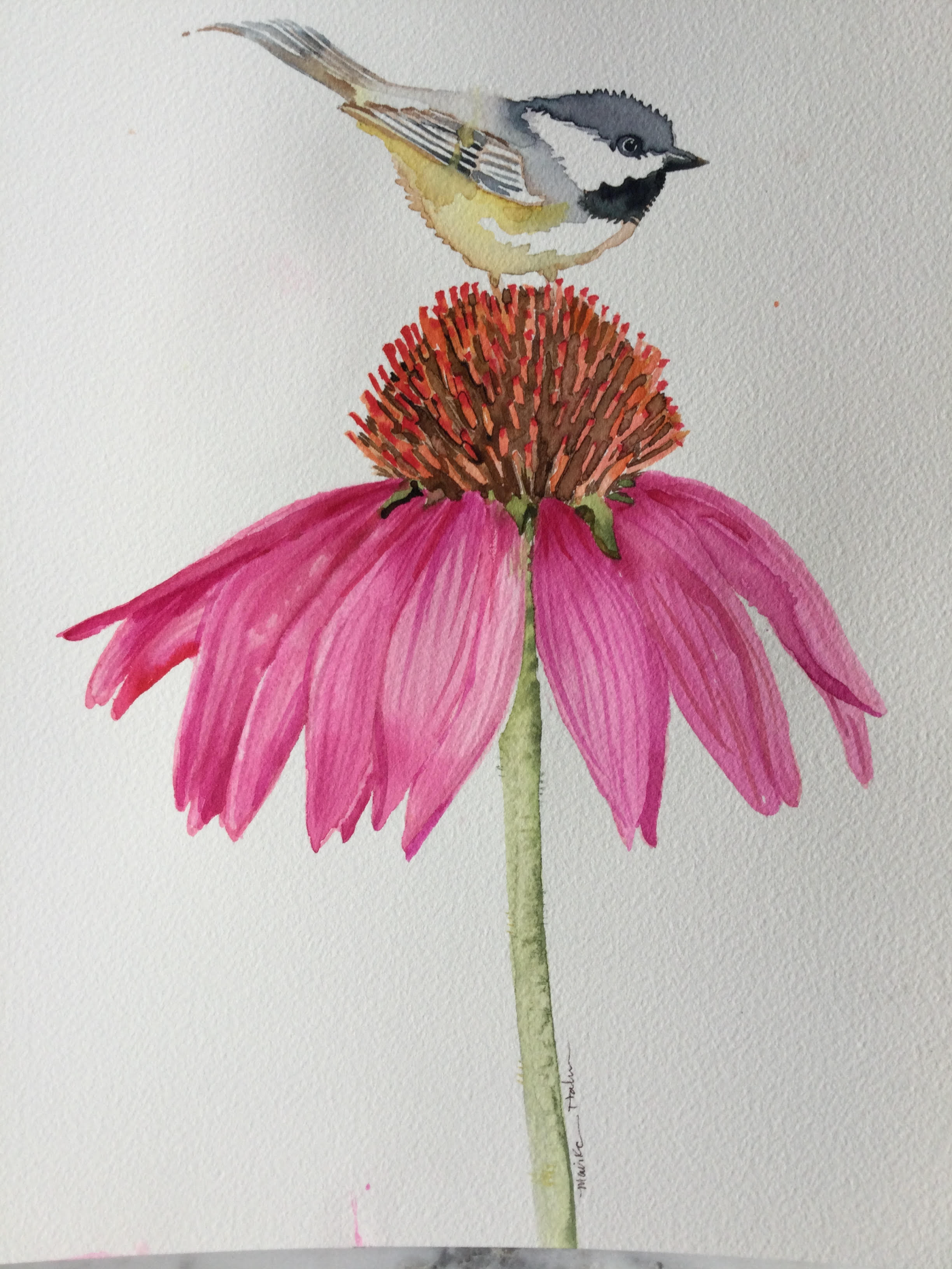 Bird On Echinacea