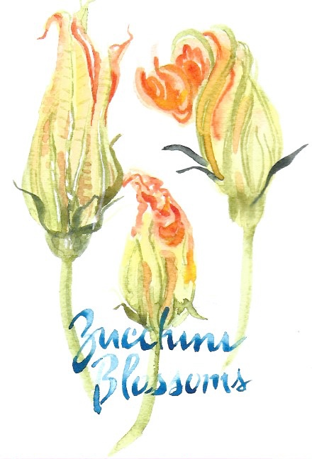 Squash Gourds Blossoms