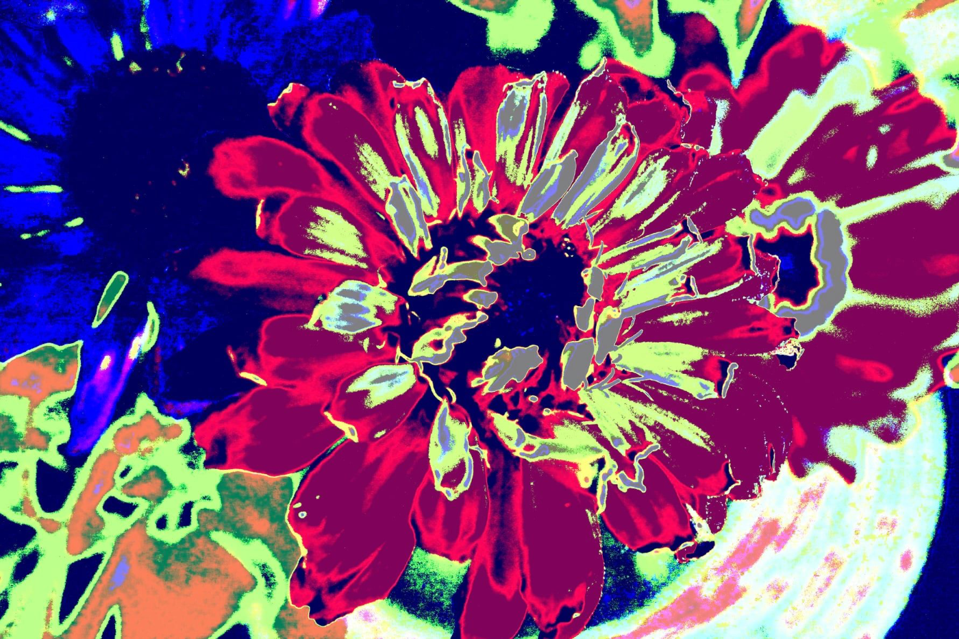 Floral Abstraction
