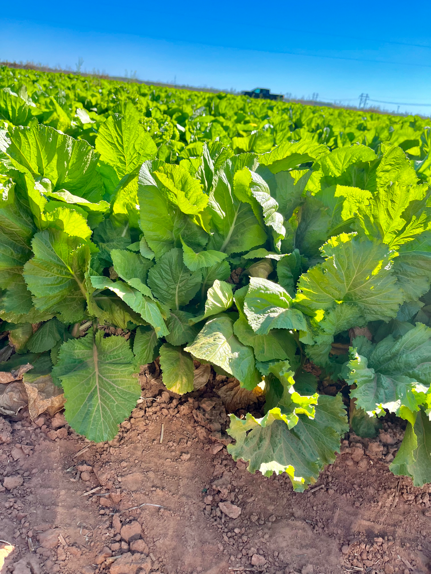 Field of Greens