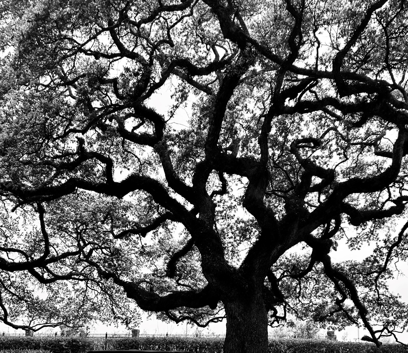 Tree Memories