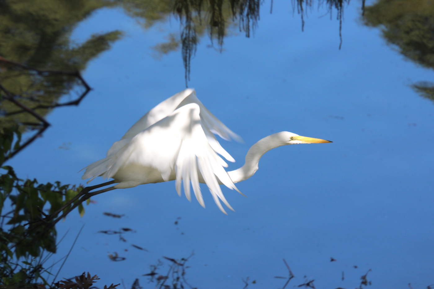 Great White Heron