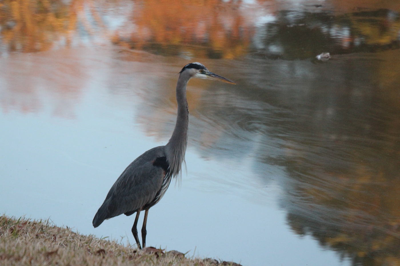 Great Blue Heron