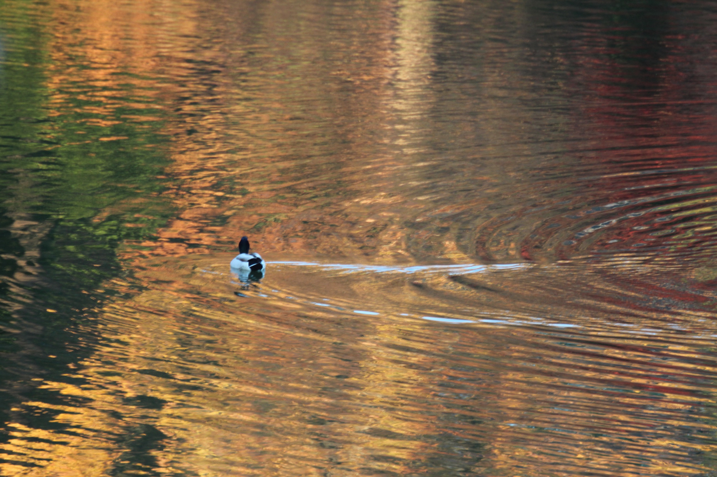 Mallard Duck
