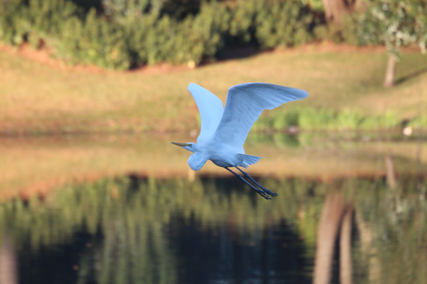 Great Egret
