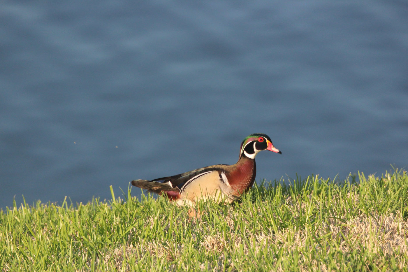 Wood Duck