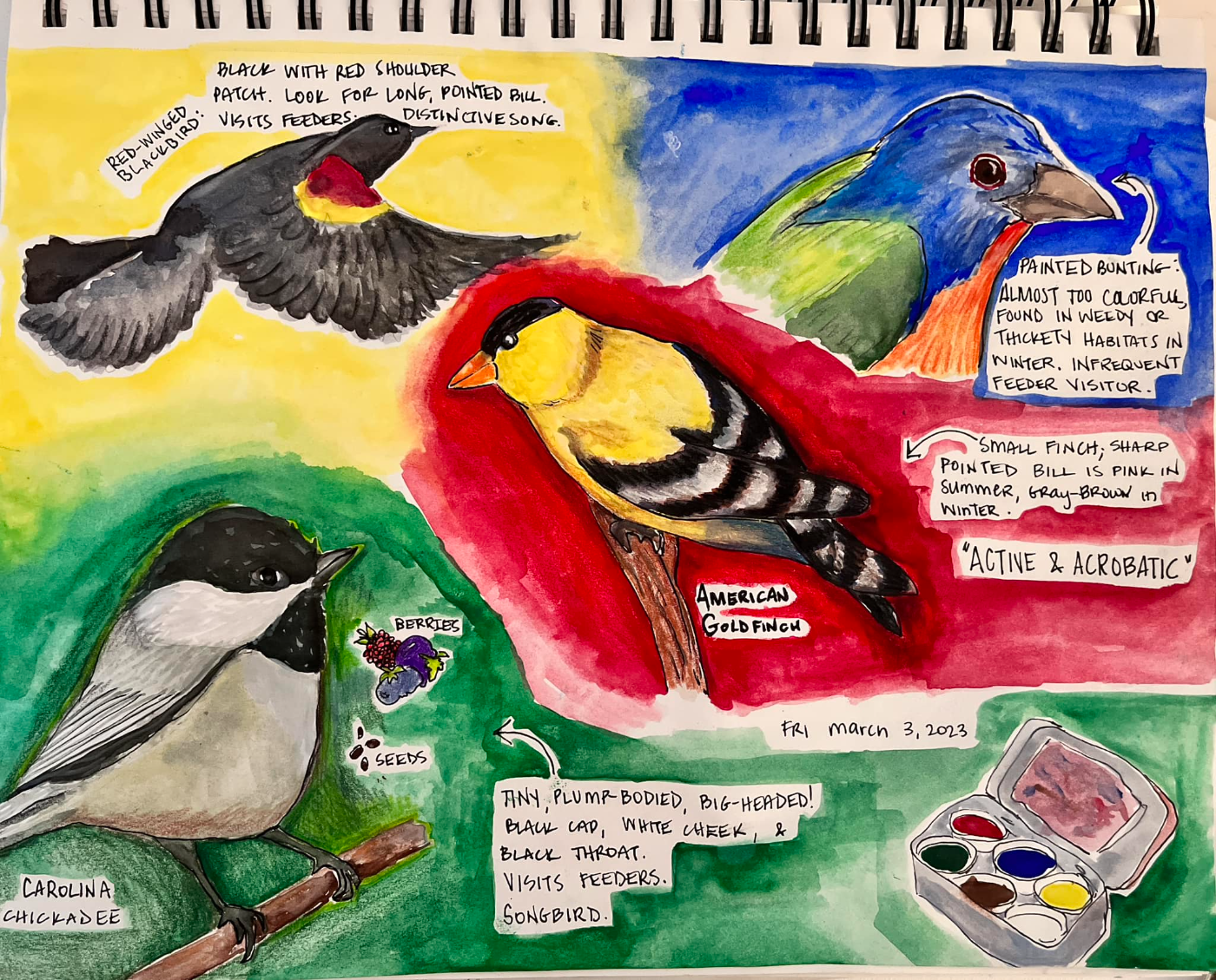 Bird Study