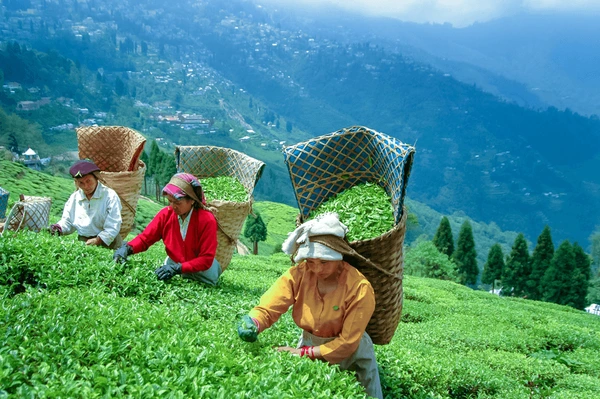 Lush Darjeeling tea plantation at sunset
