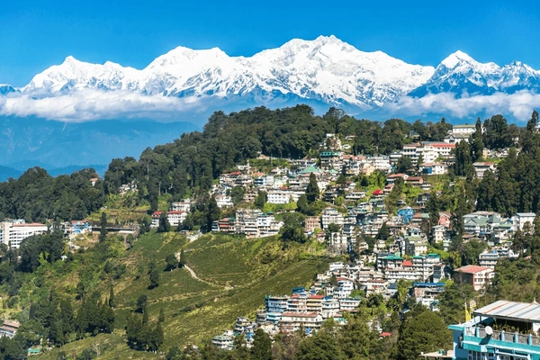 The Story of Darjeeling: The Crown Jewel of Tea