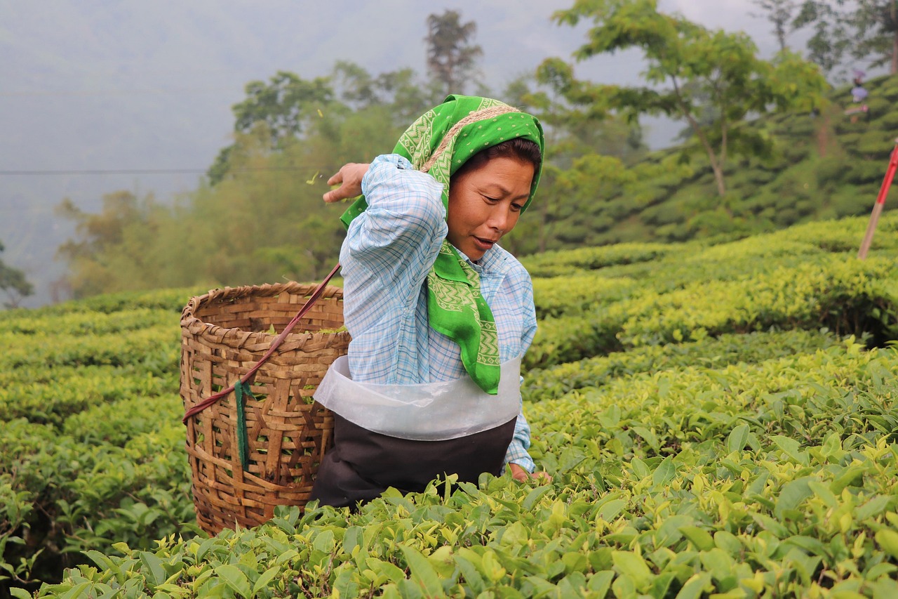 Darjeeling First Flush Tea: The Essence of Spring in Your Cup