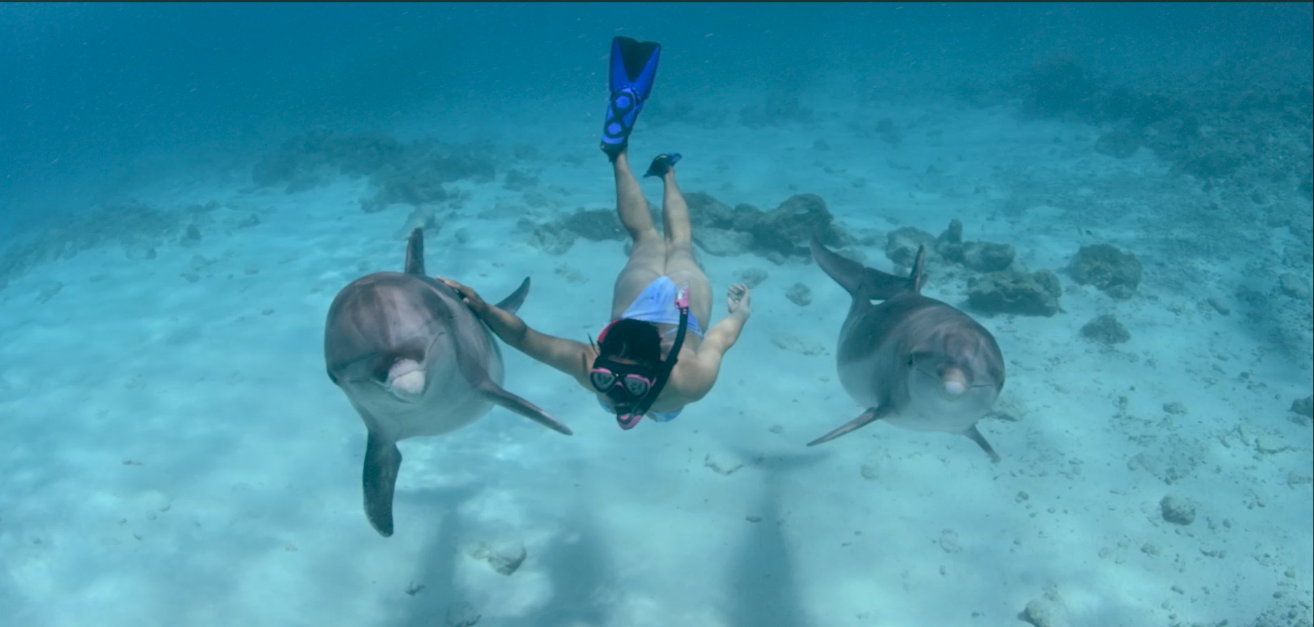 Dolphin Academy