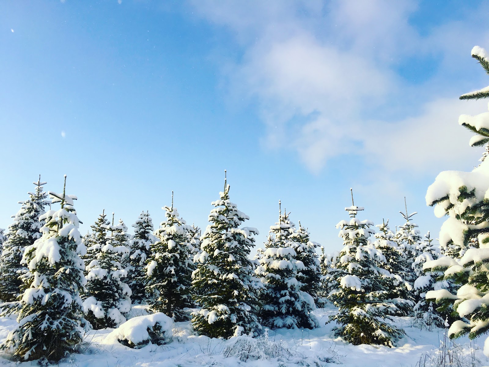 Photo of Green Bluff Tree Farm