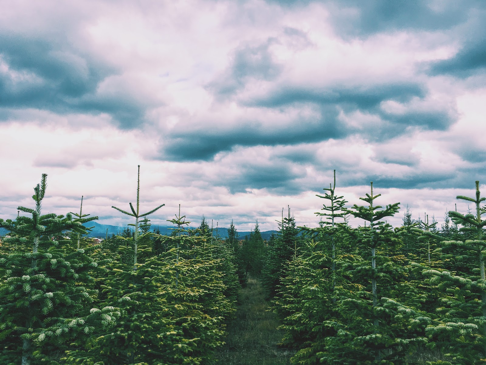 Photo of Green Bluff Tree Farm