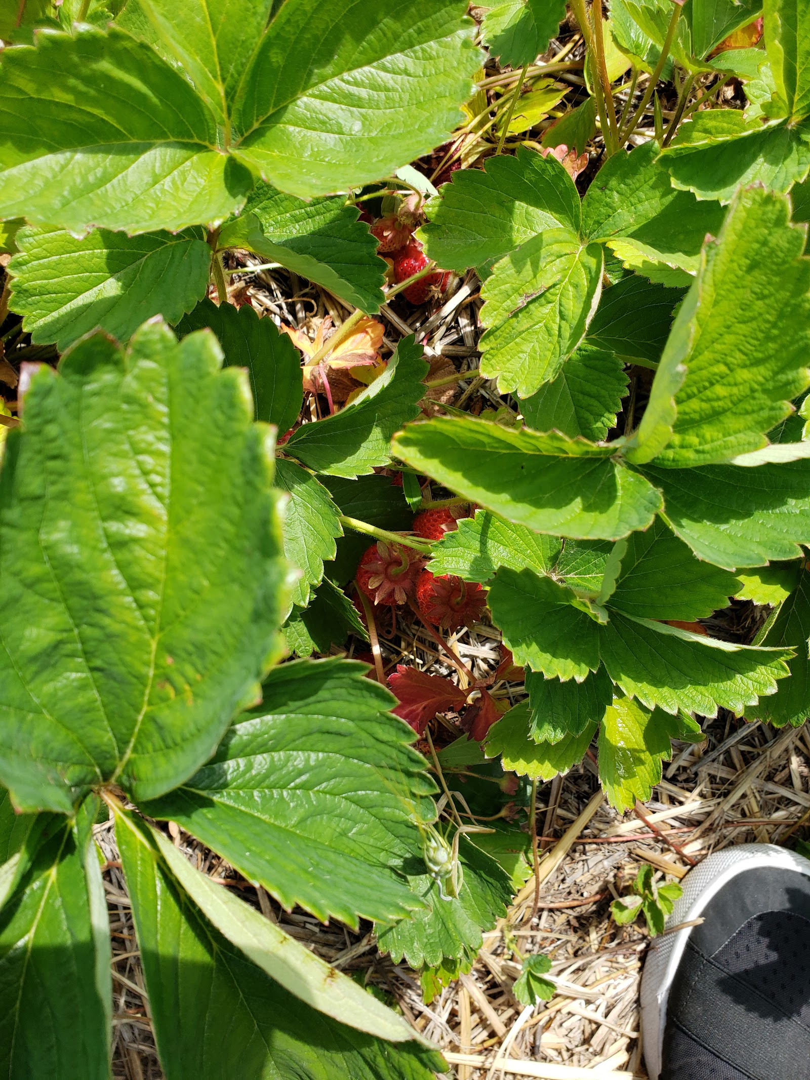 Photo of Bodacious Berries