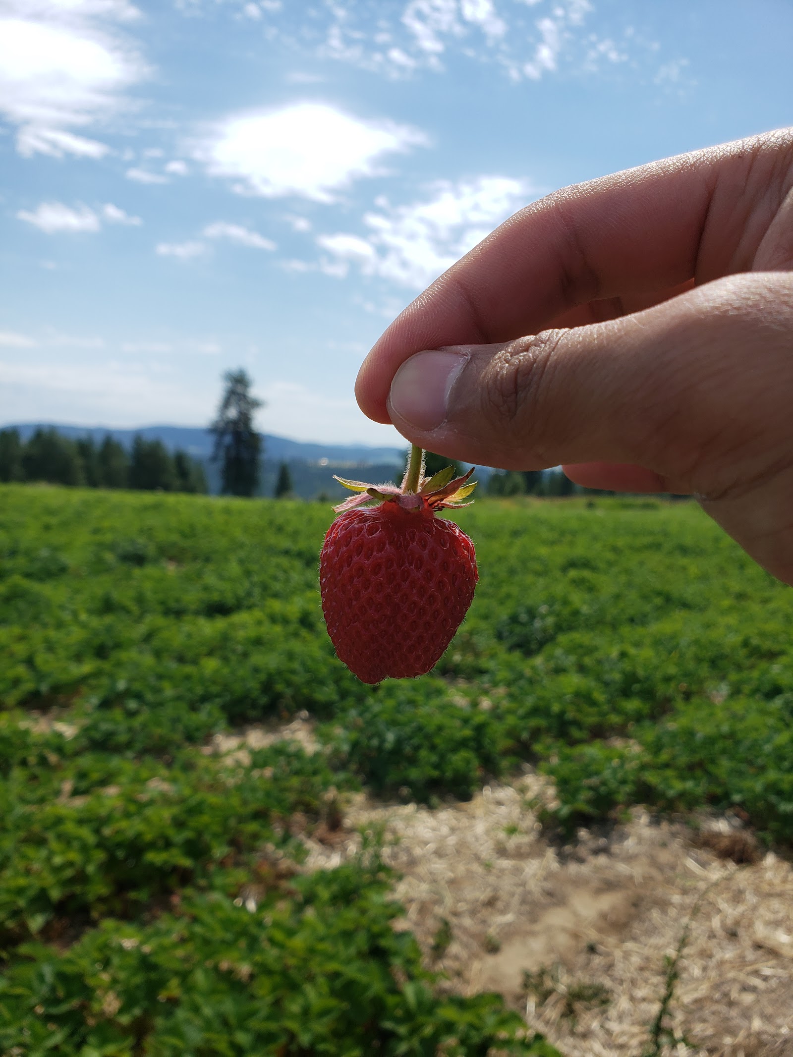 Photo of Bodacious Berries