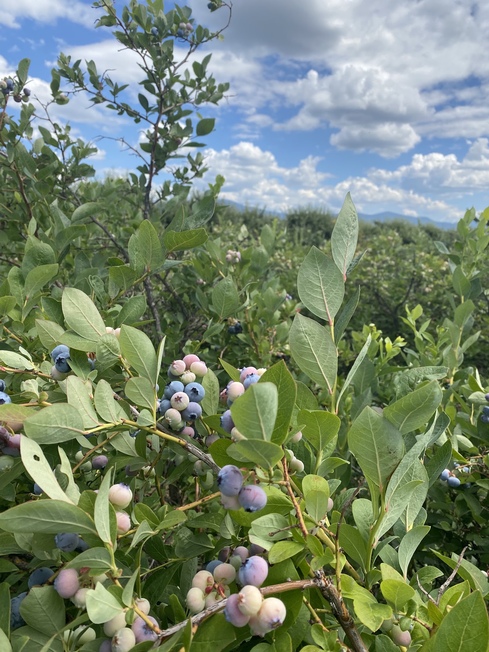 Photo of Eleven Acres Farm