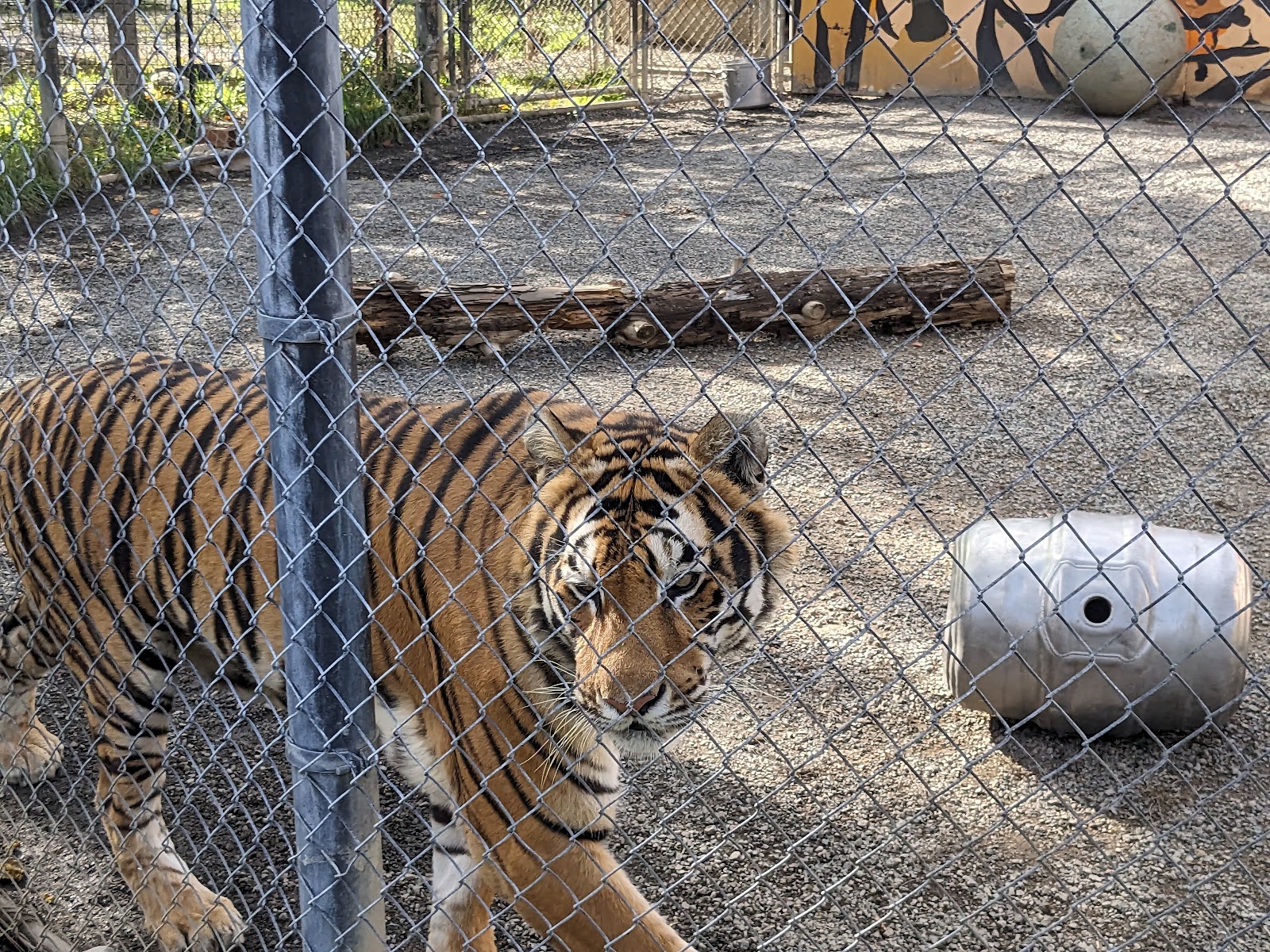 Photo of Cat Tales Wildlife Center