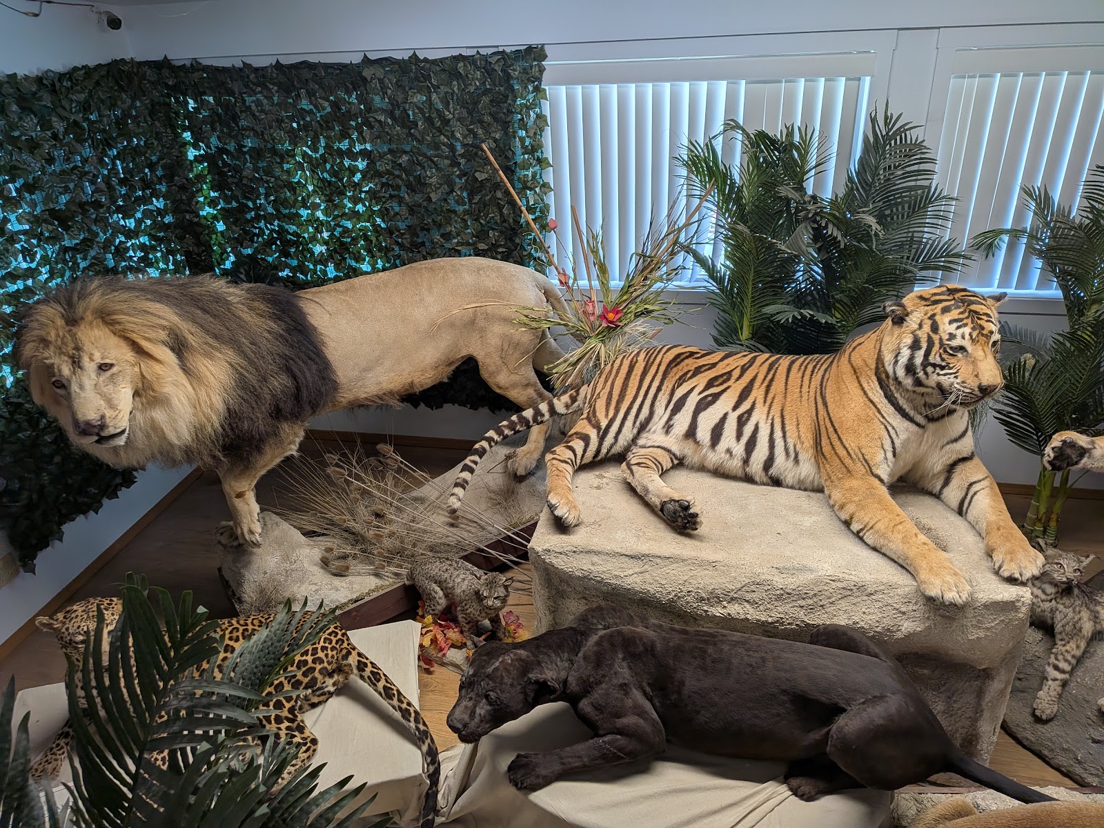Photo of Cat Tales Wildlife Center