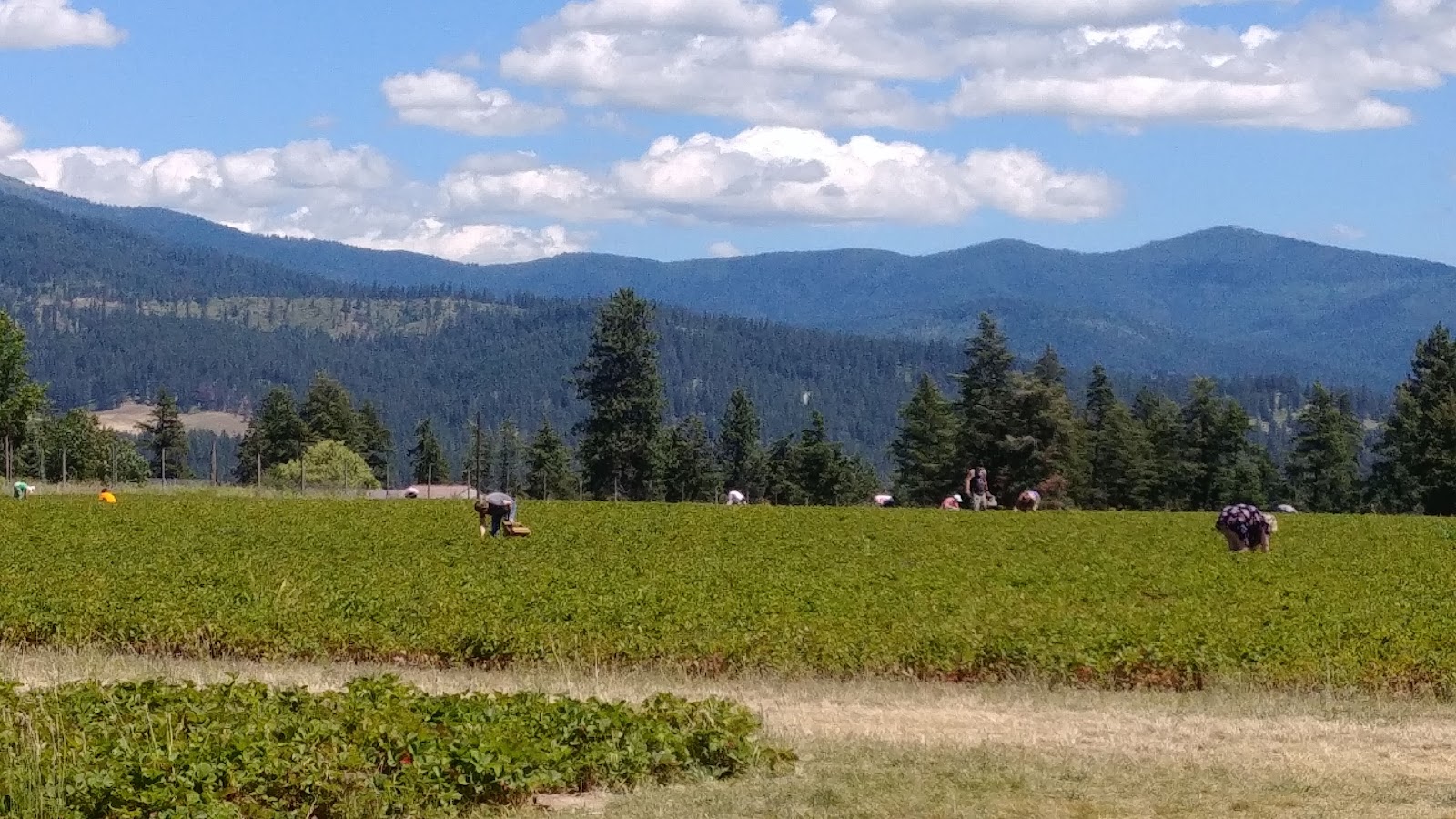 Photo of 3 Billy Goats Bluff